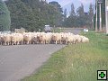 thn_NZ leden-unor 2006 122.jpg